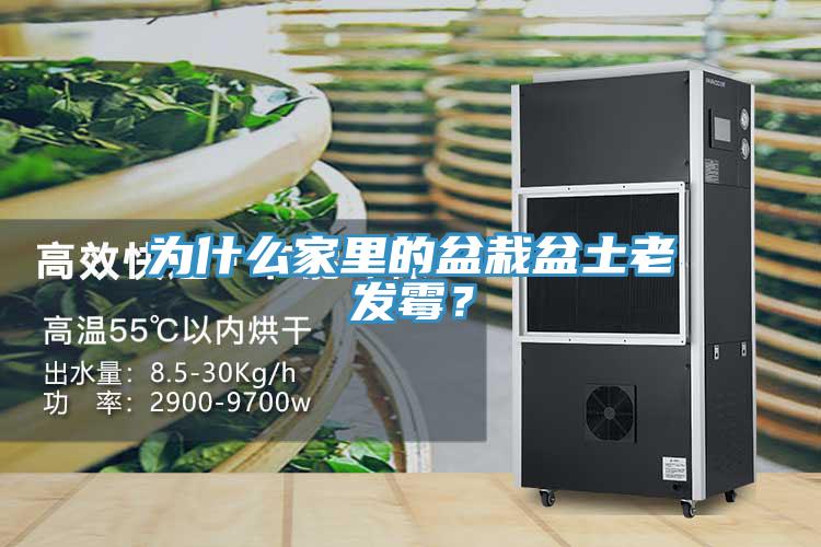 為什么家里的盆栽盆土老發(fā)霉？