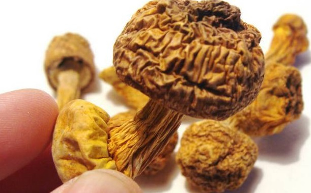 巴西菇、姬松茸烘干機-怎樣烘干色澤好且菇體褶片完整？