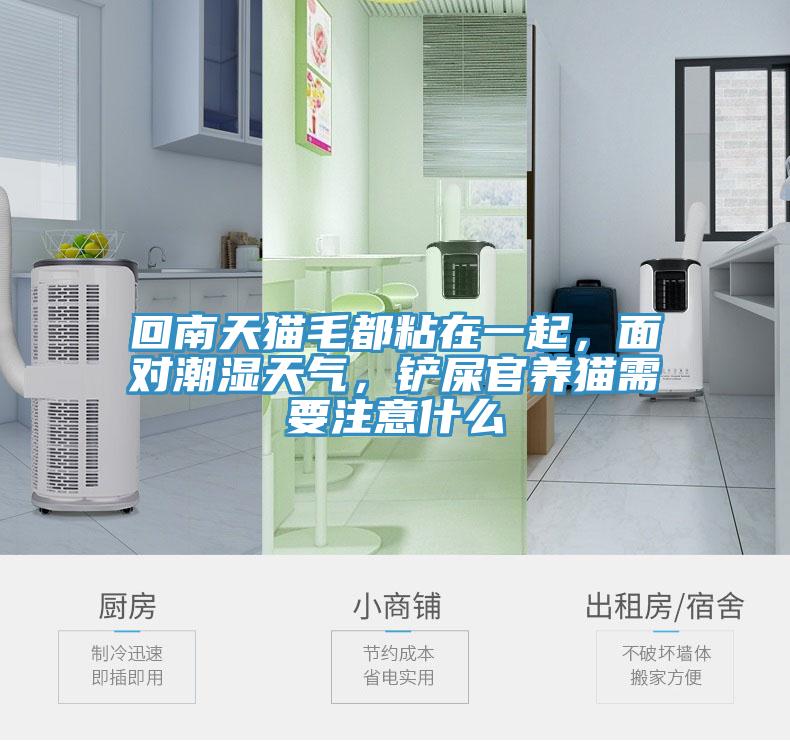 回南天貓毛都粘在一起，面對(duì)潮濕天氣，鏟屎官養(yǎng)貓需要注意什么