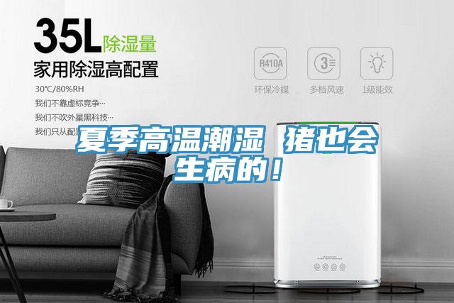 夏季高溫潮濕 豬也會生病的！