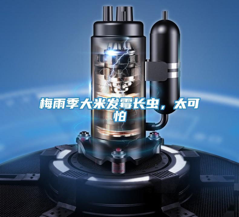 梅雨季大米發(fā)霉長(zhǎng)蟲(chóng)，太可怕