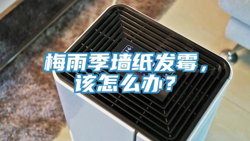 梅雨季墻紙發(fā)霉，該怎么辦？