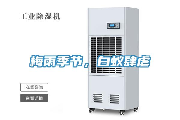 梅雨季節(jié)，白蟻肆虐