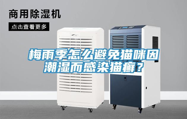 梅雨季怎么避免貓咪因潮濕而感染貓癬？