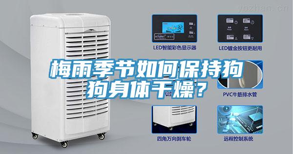 梅雨季節(jié)如何保持狗狗身體干燥？