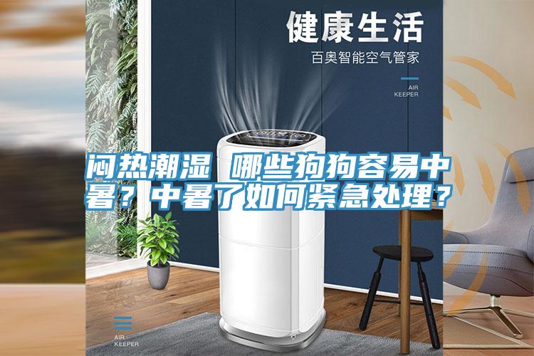 悶熱潮濕 哪些狗狗容易中暑？中暑了如何緊急處理？