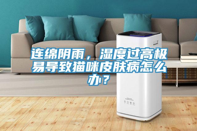 連綿陰雨，濕度過高極易導(dǎo)致貓咪皮膚病怎么辦？