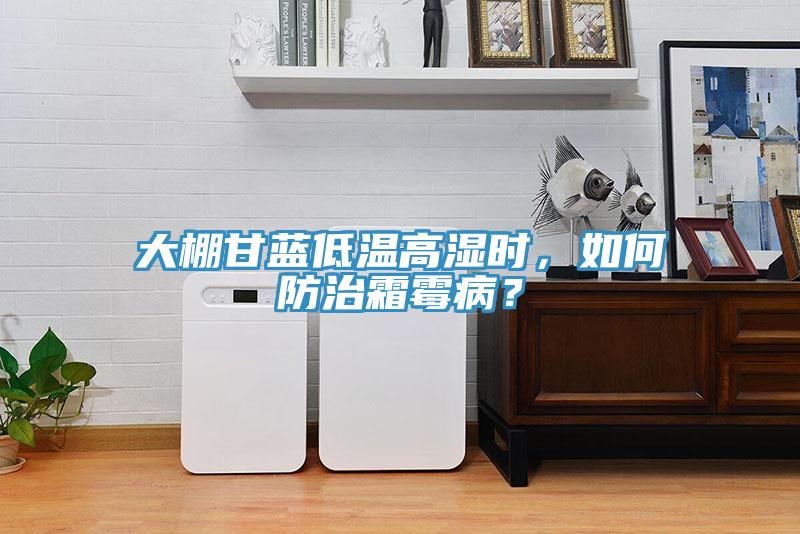 大棚甘藍(lán)低溫高濕時(shí)，如何防治霜霉??？