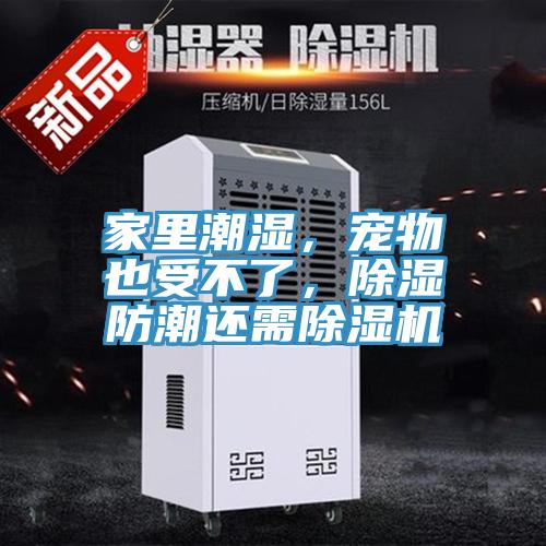 家里潮濕，寵物也受不了，除濕防潮還需除濕機(jī)