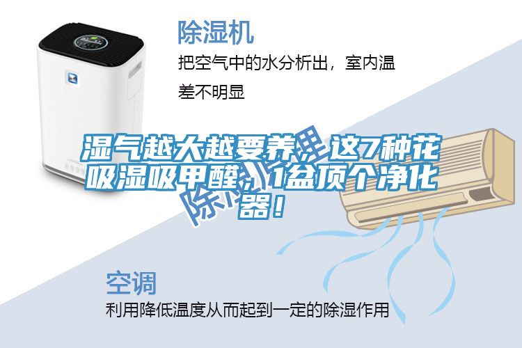 濕氣越大越要養(yǎng)，這7種花吸濕吸甲醛，1盆頂個凈化器！