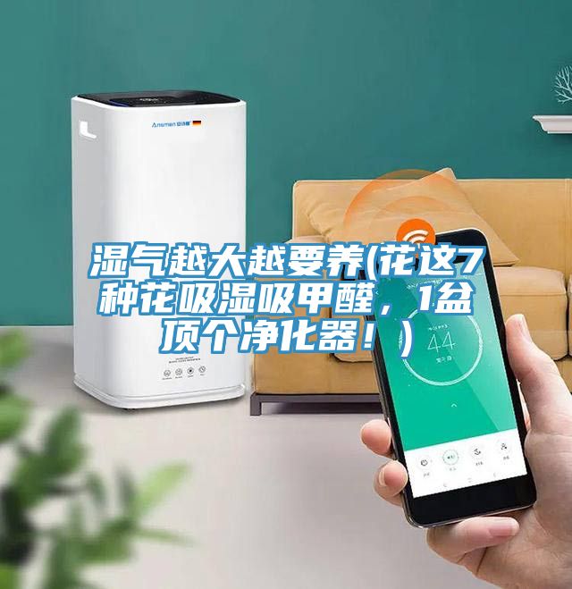 濕氣越大越要養(yǎng)(花這7種花吸濕吸甲醛，1盆頂個凈化器！)
